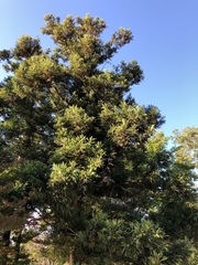 Cryptomeria