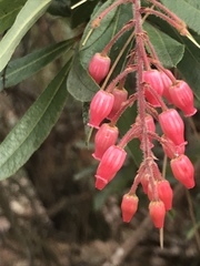 Comarostaphylis glaucescens