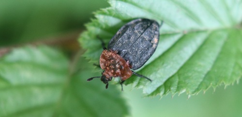 Oiceoptoma thoracicum