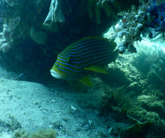 Plectorhinchus polytaenia