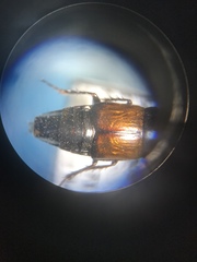 Tachinus fimbriatus