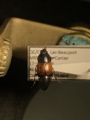 Tachinus fimbriatus