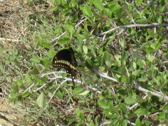 Papilio