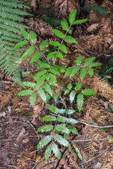 Alectryon excelsus excelsus