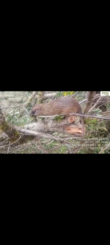 Long-furred Atlantic Tree Rat (Phyllomys medius) — Least Concern Mammalia
