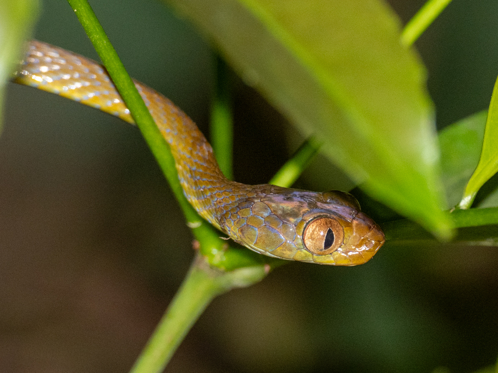 Blue-Tailed Nocturnal Tree Snake