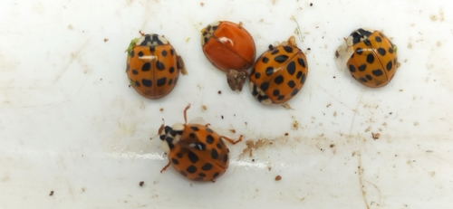 Asian Lady Beetle
