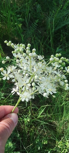 Dropwort