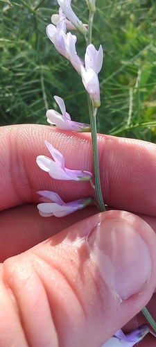 Vicia dalmatica