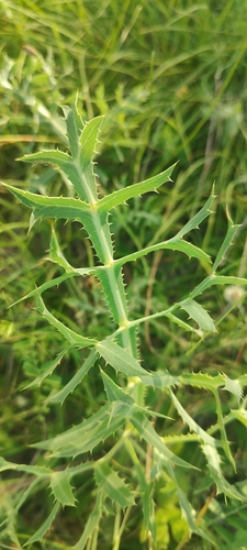 Field Eryngo