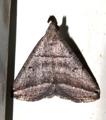 Lysimelia lenis