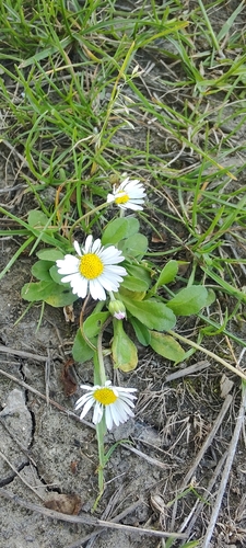 Lawn daisy