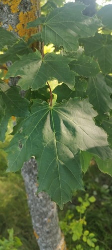 Norway maple