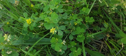 Lesser hop trefoil