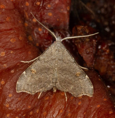 Redectis pygmaea
