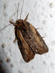 Bryophila raptricula