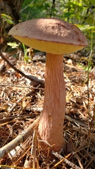 Aureoboletus projectellus