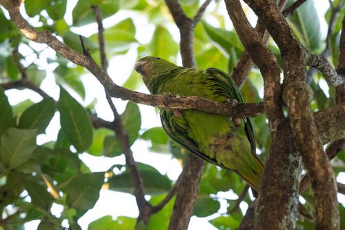 Pacific Parakeet (Psittacara strenuus), photo 5