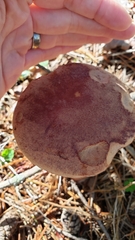 Aureoboletus projectellus