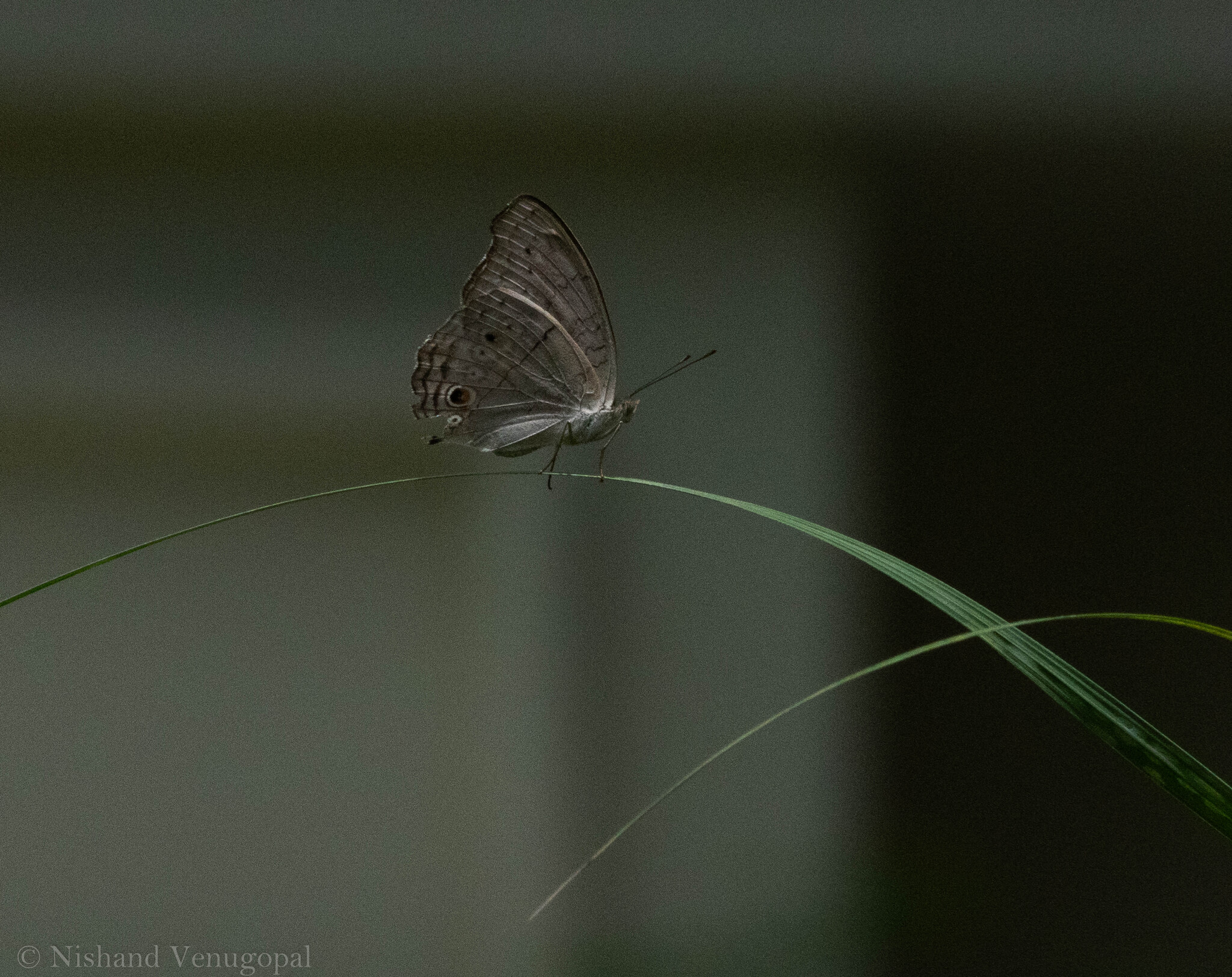 Grey Pansy