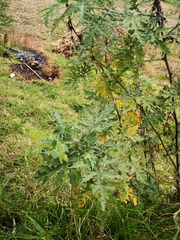 Ambrosia arborescens