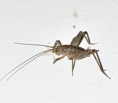 Pristoceuthophilus arizonae