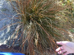Carex testacea
