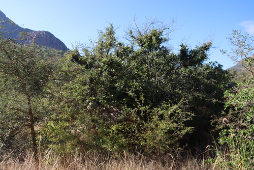 Red-leaved fig (Ficus ingens)