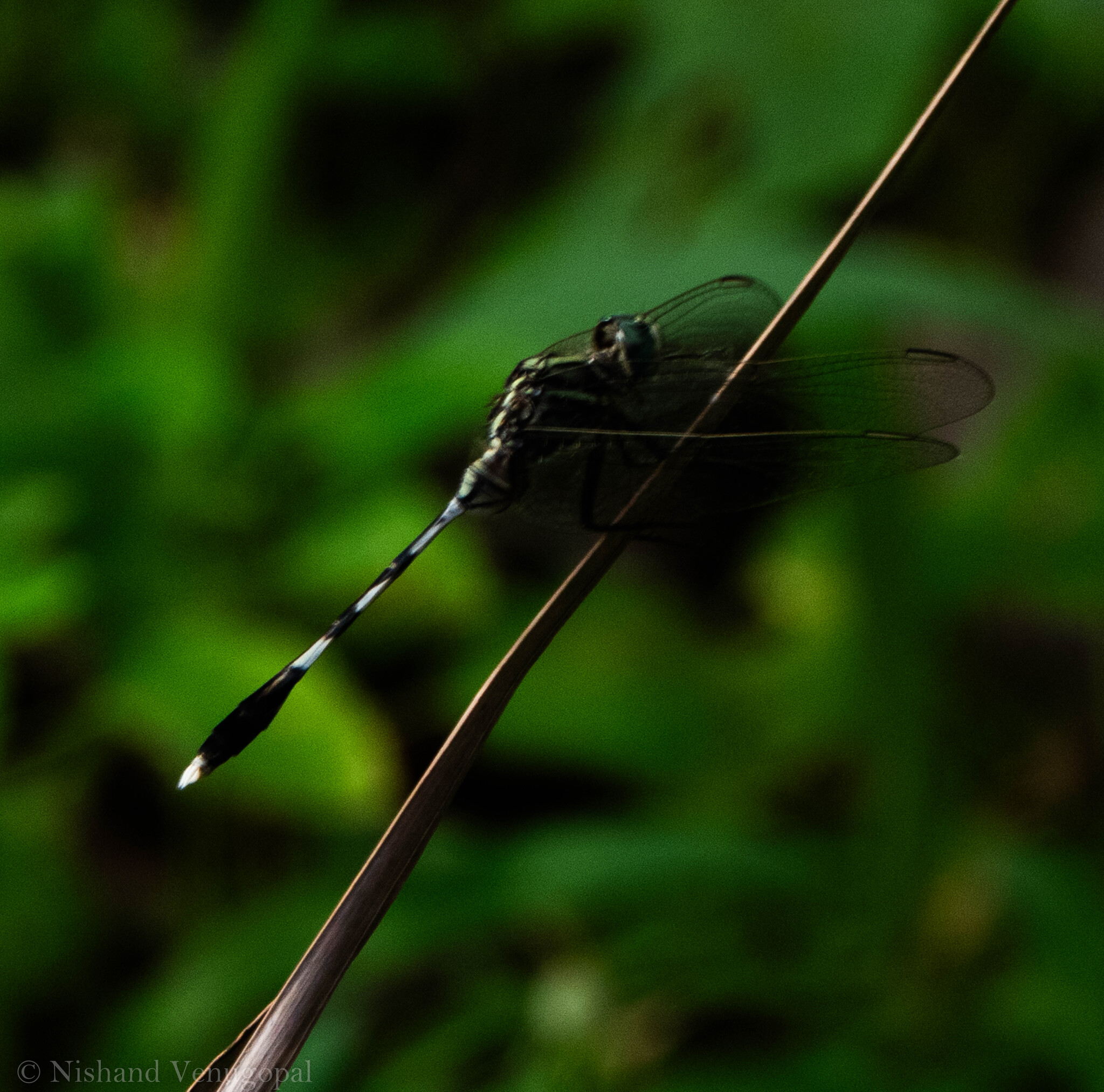 Slender Skimmer