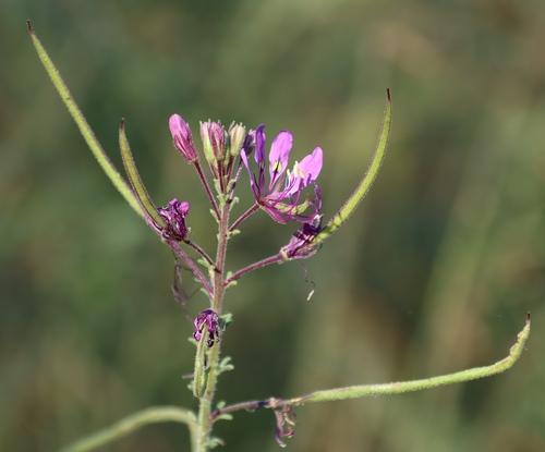 Cleome macrophylla (Cleome macrophylla)