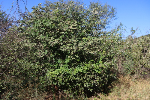 False Grey Raisin (Grewia subspathulata)