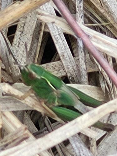 Common Green Grasshopper, 7707 PJ Balkbrug, Nederland, photo 8 of 10