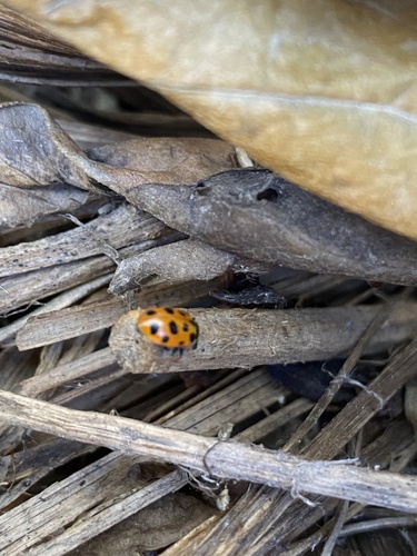 Thirteen-spotted Lady Beetle