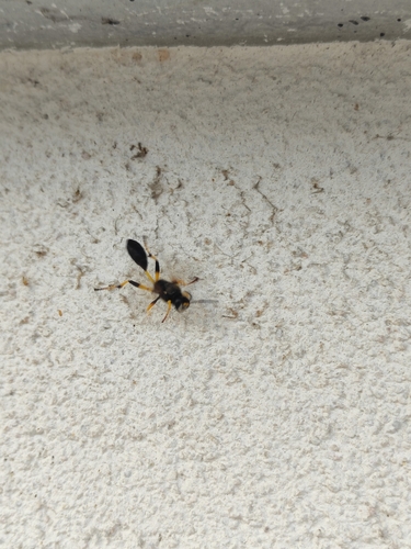 Sceliphron destillatorium