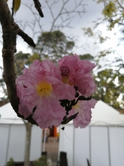 Tabebuia rosea