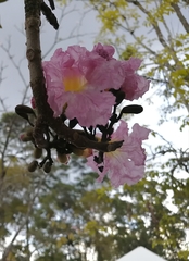 Tabebuia rosea