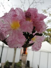 Tabebuia rosea