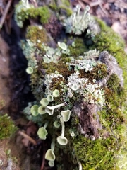 Cladonia