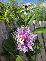 Passiflora
