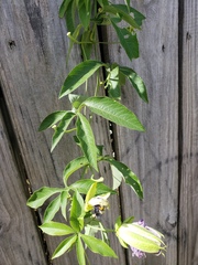 Passiflora