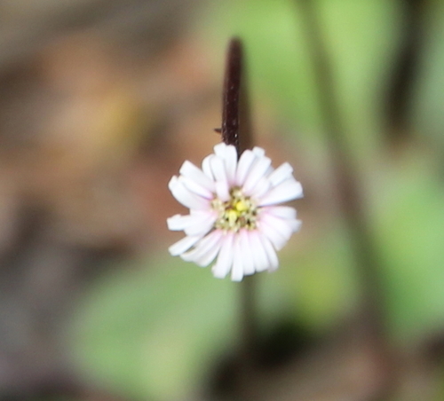 Lagenophora lanata iNat (2)