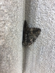 Catocala lacrymosa