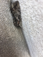 Catocala lacrymosa