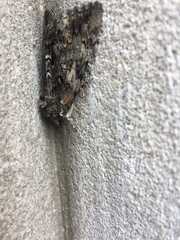 Catocala lacrymosa