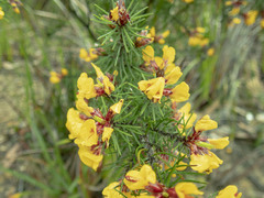 Pultenaea mollis