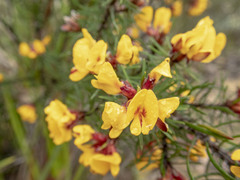 Pultenaea mollis