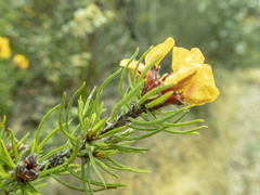 Pultenaea mollis