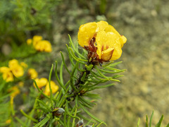 Pultenaea mollis