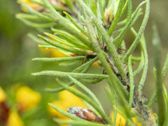 Pultenaea mollis