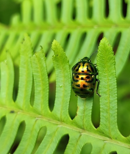 Lamprocoris lateralis